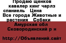 Продаю щенков кавалер кинг чарлз спаниель › Цена ­ 40 000 - Все города Животные и растения » Собаки   . Амурская обл.,Сковородинский р-н